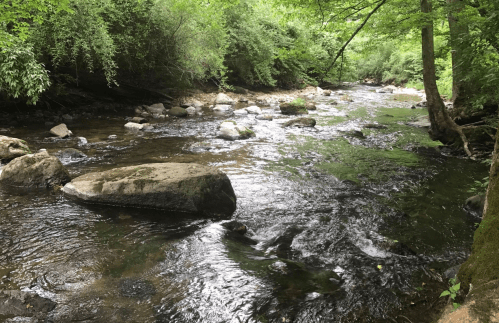 A serene river flows through a lush green forest, with smooth rocks scattered along the water's edge.