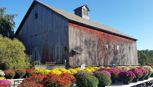 A rustic barn with a weathered red exterior, surrounded by vibrant flower displays under a clear blue sky.