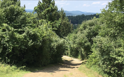 A dirt path winding through lush greenery, leading towards distant mountains under a clear blue sky.