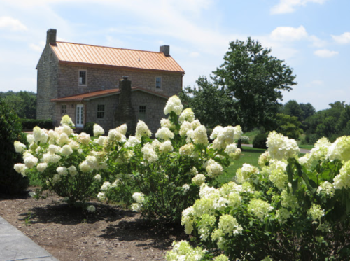 A stone house with a copper roof surrounded by blooming white hydrangeas under a blue sky.