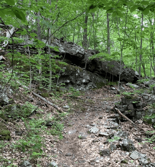 A rocky trail winding through a lush green forest with large boulders and scattered leaves.