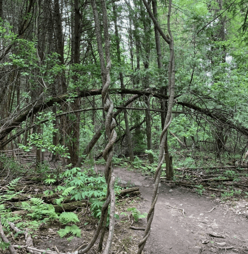 A winding path through a lush forest, with twisted vines arching over the trail surrounded by greenery.