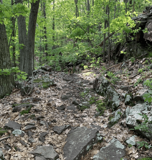 A rocky trail through a lush green forest, with a dog walking away in the distance.