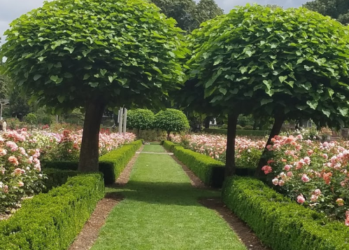 A lush garden path lined with rose bushes, flanked by two rounded trees under a cloudy sky.