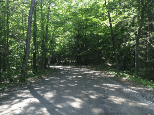 A gravel road winding through a lush green forest with sunlight filtering through the trees.