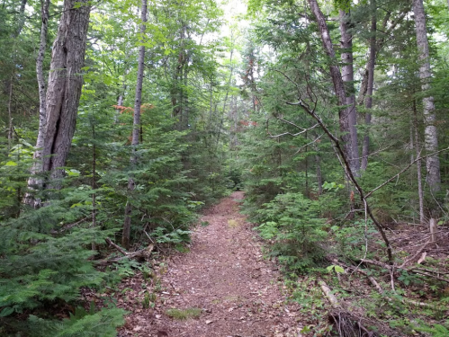 A narrow dirt path winding through a lush green forest with tall trees and dense underbrush.