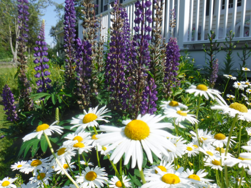 A vibrant garden featuring white daisies in the foreground and tall purple lupines in the background.