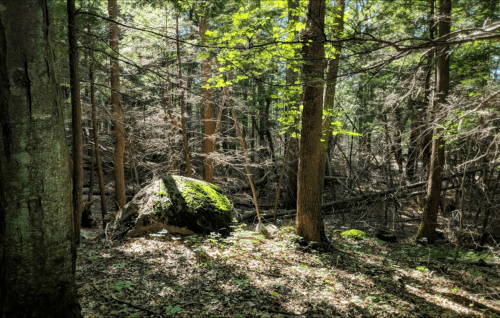 A serene forest scene with tall trees, dappled sunlight, and a large moss-covered rock on the forest floor.
