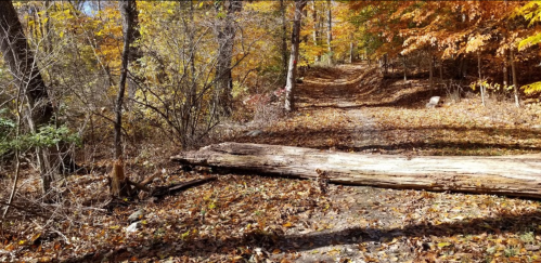A fallen log blocks a dirt path surrounded by colorful autumn foliage and trees.