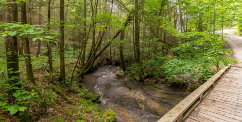 A serene forest scene with a small stream flowing through lush greenery, alongside a wooden pathway.