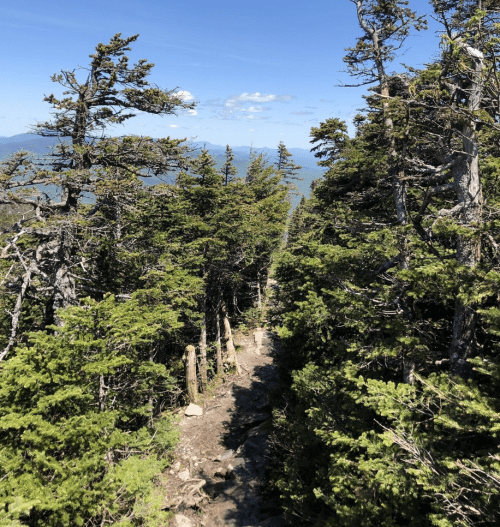 A narrow trail winds through dense green trees, leading towards a distant view of mountains and a blue sky.