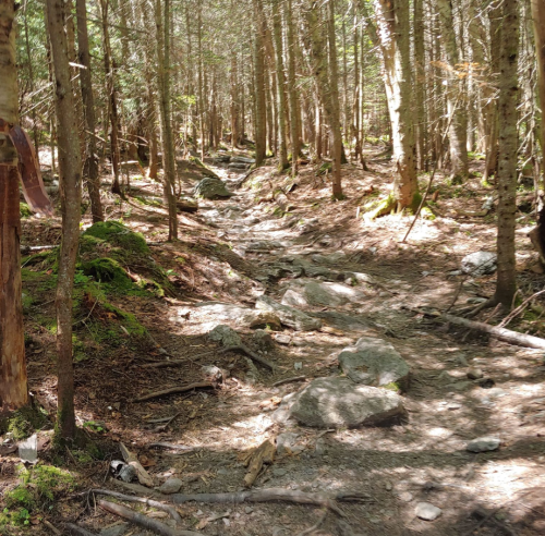 A sunlit forest path with rocky terrain, surrounded by tall trees and patches of green moss.