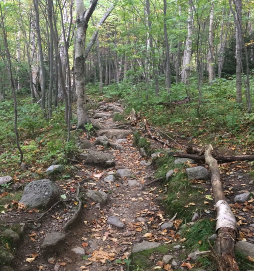 A rocky trail winding through a lush forest with green trees and scattered leaves on the ground.