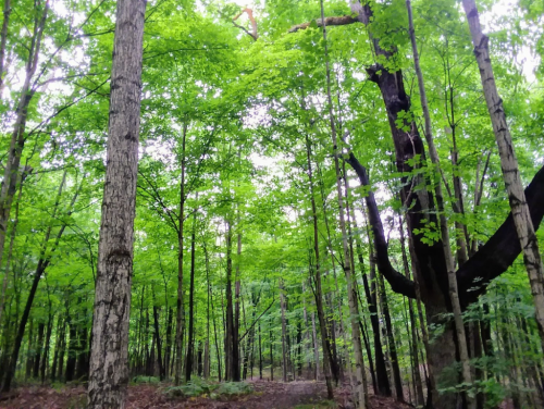 Lush green forest with tall trees and a canopy of leaves, creating a serene and tranquil atmosphere.