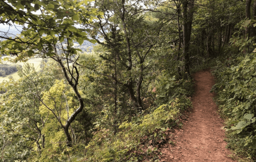 A narrow dirt path winds through a lush green forest, surrounded by trees and foliage.