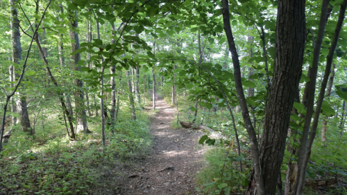A narrow dirt path winding through a lush green forest with tall trees and dense foliage on either side.