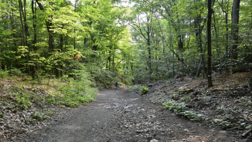 A winding dirt path through a lush green forest, with sunlight filtering through the trees.