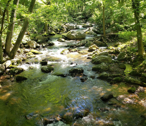 A serene stream flows through a lush, green forest, with rocks scattered along the water's edge.