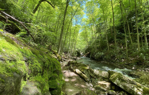 A serene forest scene with lush green trees, a rocky stream, and sunlight filtering through the leaves.