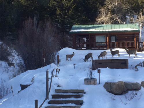 A group of deer grazing near a log cabin surrounded by snow-covered ground and trees.