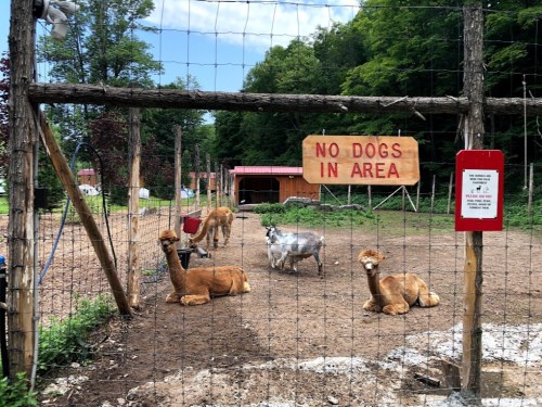 A fenced area with two llamas and a goat resting, with a sign reading "No Dogs in Area" nearby.