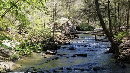A serene stream flows through a wooded area, surrounded by trees and rocky banks under dappled sunlight.