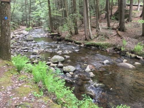 A serene forest scene featuring a clear stream flowing over rocks, surrounded by lush greenery and tall trees.