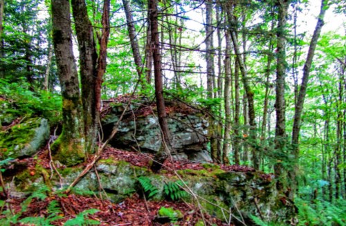 A dense forest scene featuring tall trees, lush greenery, and a large rock partially covered in leaves and ferns.