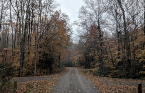 A gravel path splits through a forest with autumn leaves, under a cloudy sky.