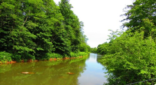 A serene river flows through lush green trees under a clear sky, reflecting the surrounding nature.