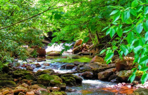 A serene stream flows through a lush green forest, surrounded by rocks and vibrant foliage.