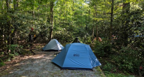 Two tents set up in a lush, green forest with trees and underbrush surrounding them.