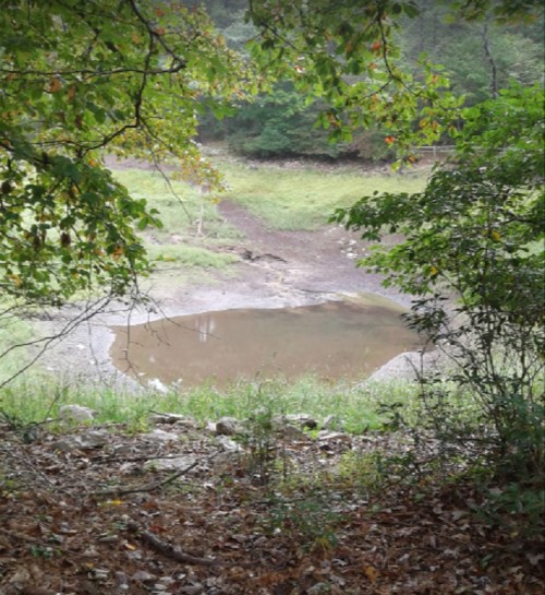 A small, muddy pond surrounded by greenery and trees in a natural setting.