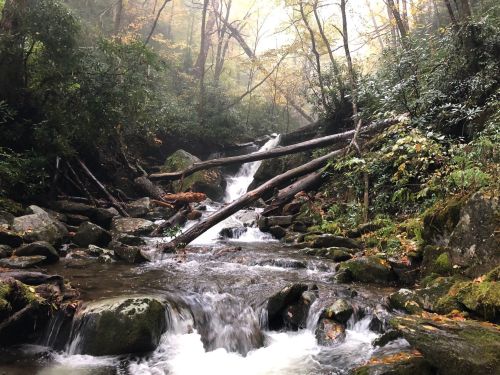 A serene forest scene with a flowing stream, rocks, and fallen logs, surrounded by lush greenery and misty trees.