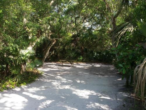 A sandy clearing surrounded by lush greenery and trees, with a wooden bench in the center.