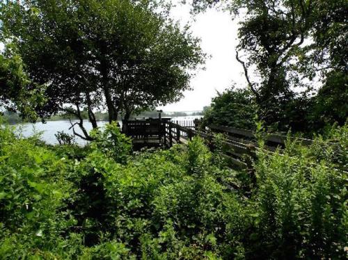 A wooden pathway surrounded by lush greenery leads to a serene water view in the background.