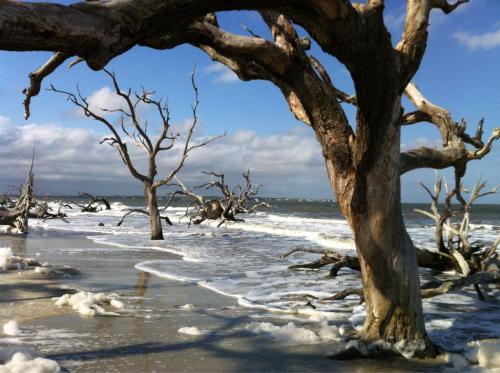 A serene beach scene with weathered trees, gentle waves, and a cloudy sky in the background.