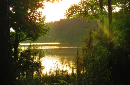 Sunlight glimmers on a tranquil lake, surrounded by lush trees and greenery, creating a serene natural scene.
