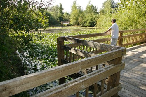 A person stands on a wooden bridge overlooking a serene pond filled with lily pads, surrounded by lush greenery.