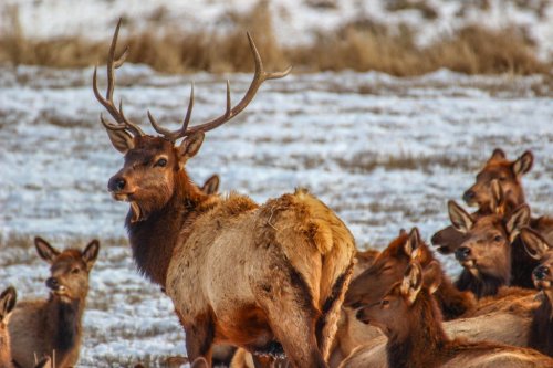 A male elk with antlers stands among a group of elk in a snowy landscape.