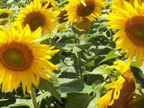 A vibrant field of sunflowers, their bright yellow petals and brown centers facing the sun amidst green leaves.
