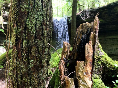 A serene forest scene featuring a waterfall in the background, surrounded by moss-covered trees and a wooden stump.