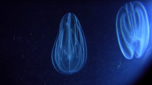 A translucent jellyfish glows softly against a dark background, showcasing its delicate, flowing shape.