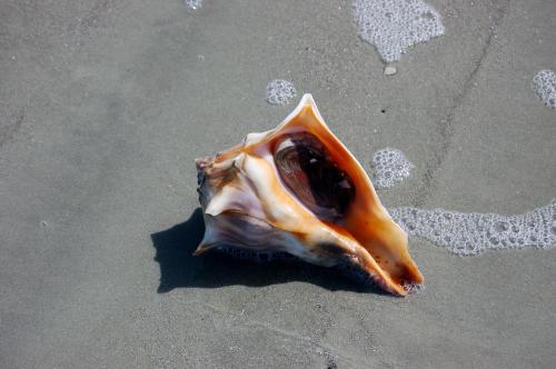 A large, colorful seashell rests on wet sand, surrounded by gentle waves and bubbles.