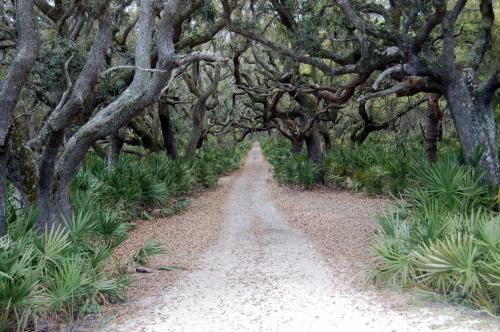 A sandy path lined with twisted trees and lush greenery, leading into a serene forest.