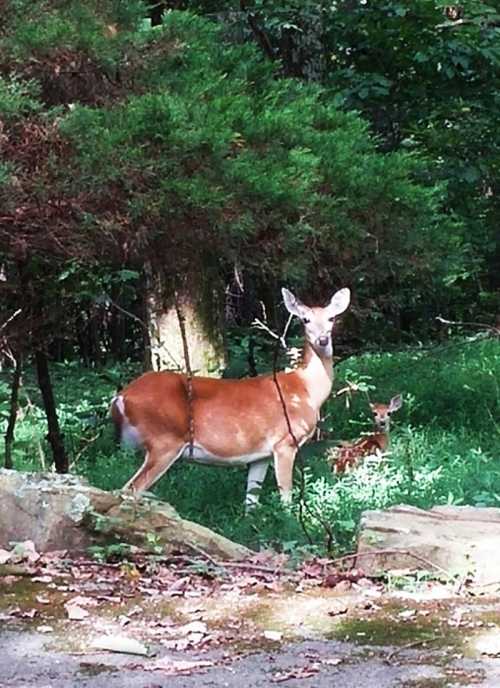 A deer stands in a lush green forest, with a fawn resting nearby among the foliage.