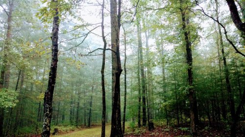 A misty forest scene with tall trees and lush green foliage, creating a serene and tranquil atmosphere.