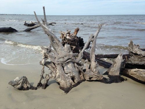 Driftwood on a sandy beach with gentle waves and a cloudy sky in the background.