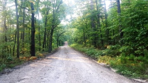 A gravel road winding through a lush green forest, with sunlight filtering through the trees.