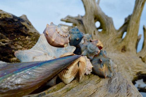 A close-up of various colorful seashells resting on a weathered piece of driftwood against a soft sky backdrop.